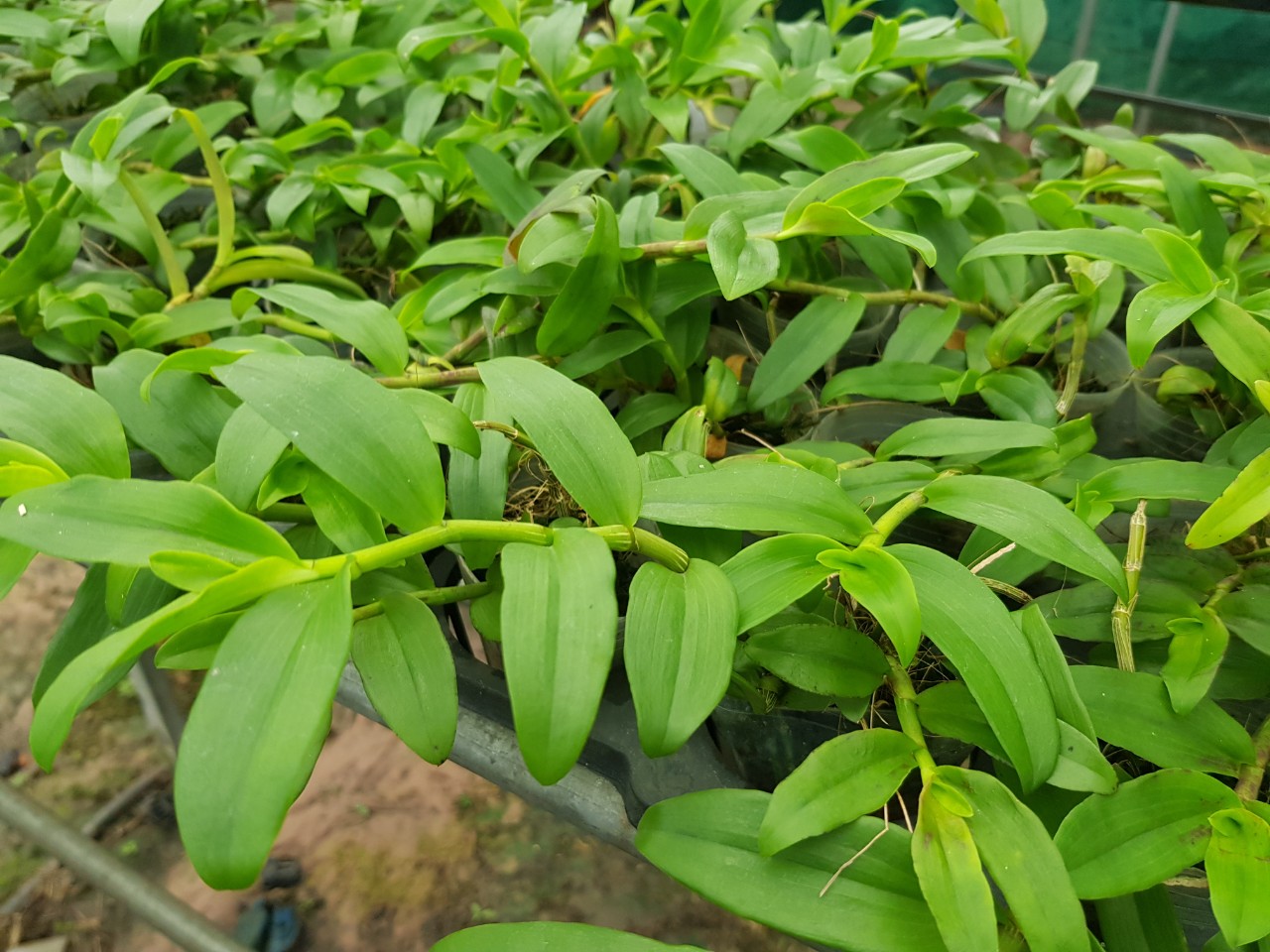 5ct ho gieo hạt