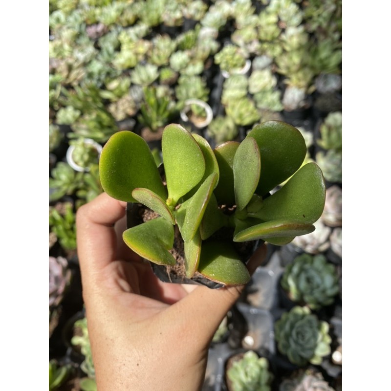Sen đá thạch bích 5cm