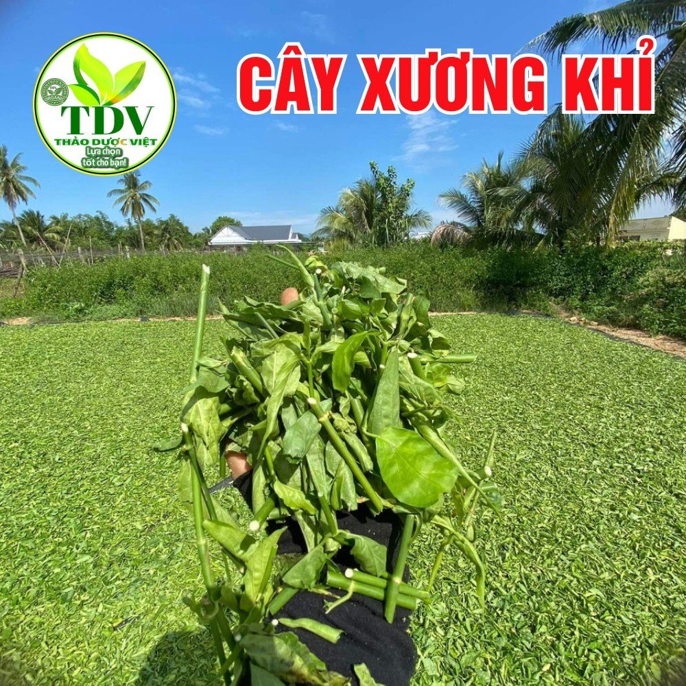 1kg Cây Xương Khỉ (Cây Bìm Bịp) Loại 1 Thảo Dược Việt (Khô, Sạch, Thơm) -  Men Gan Cao, Đau Nhức Xương Khớp