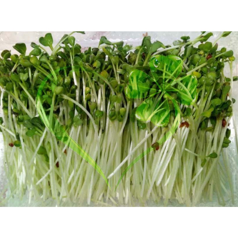 Hạt giống mầm củ cải trắng