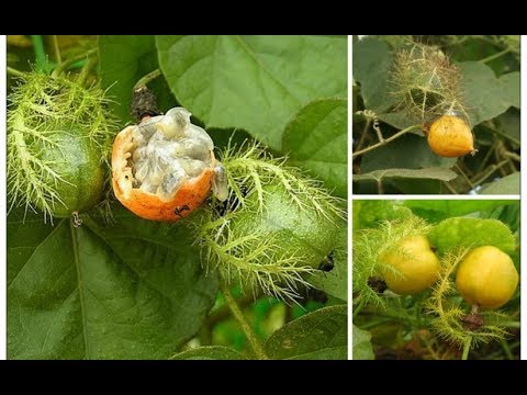 Hạt giống cây nhãn lồng (lạc tiên) - túi 30 hạt - VTNT