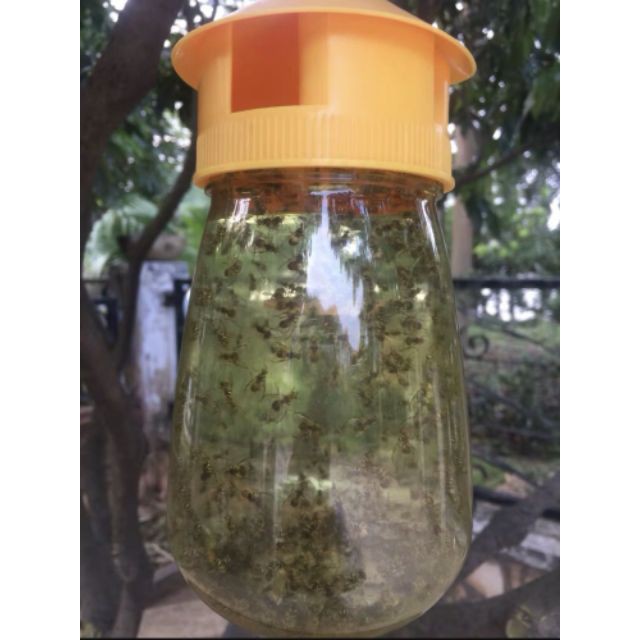 Dung dịch pheramone bẫy ruồi vàng vĩ 10 tuýp /2ml /tuýp