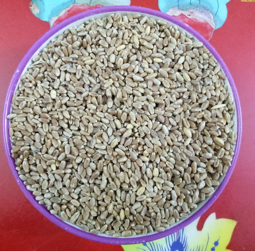 1KG HẠT LÚA MÌ LÀM MẦM CÂY CHO CHIM,VẸT VÀ YẾN PHỤNG