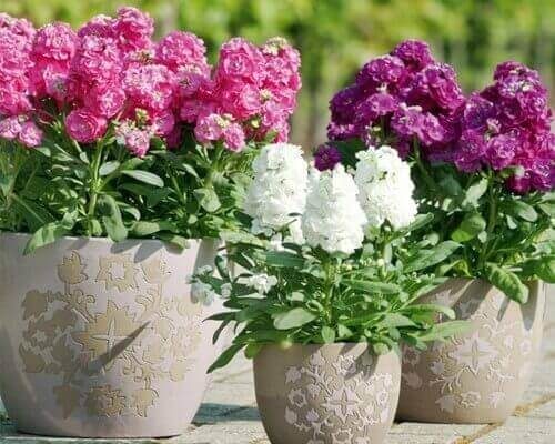 Hạt giống hoa Hoàng Anh mix  màu - ( 50 hạt/gói )