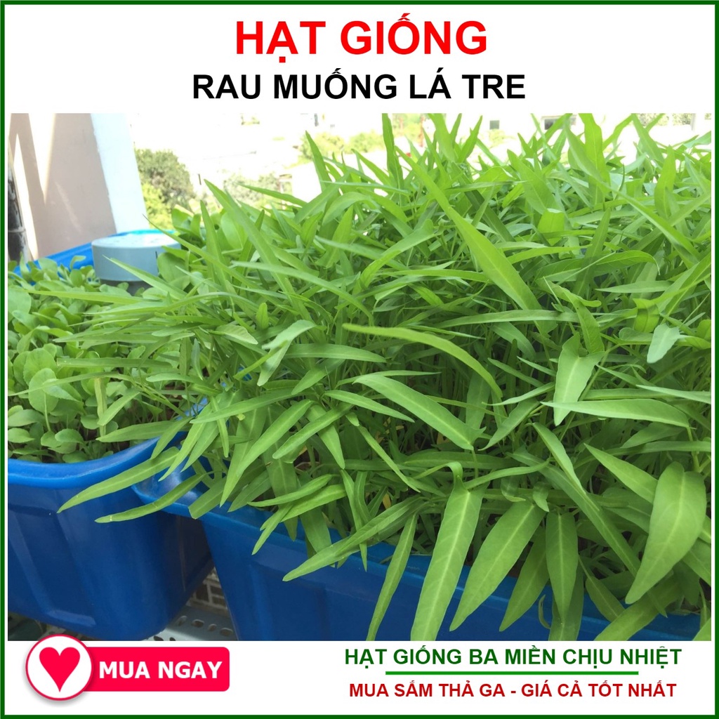 Hạt giống rau muống lá tre rạng đông 100gram