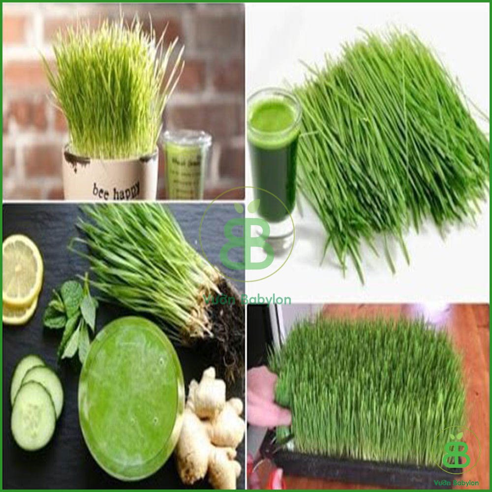 Hạt Giống Mầm Lúa Mạch( Cỏ Lúa Mì) 100GR Nảy Mầm Nhanh