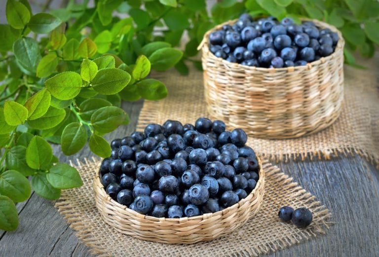 Cây Việt Quất tứ quý (Blueberry) trưởng thành, ra trái 4 mùa quanh năm - giống siêu trái, cao 40-60cm