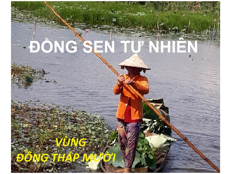 Hạt sen sấy khô (trắng), 1kg