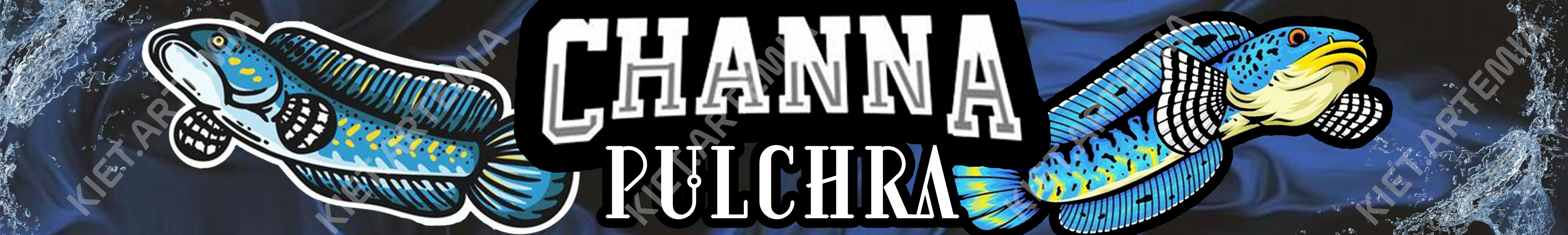 Decal Dán Bể Cá, Decal Hồ Cá Dành Cho Cá Lóc