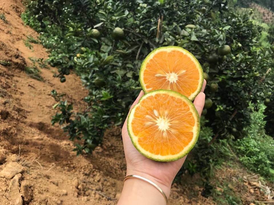 Cây giống Cam sành ( cây ghép cho quả Siêu sớm ).