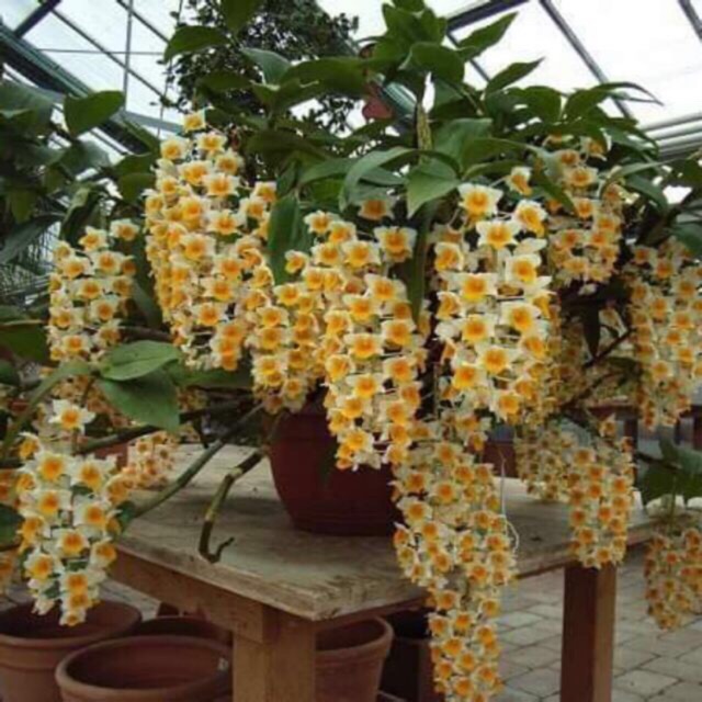 Hoa lan kiều vàng