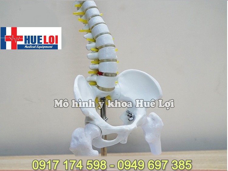 [HCM]Mô hình xương cột sống 45cm