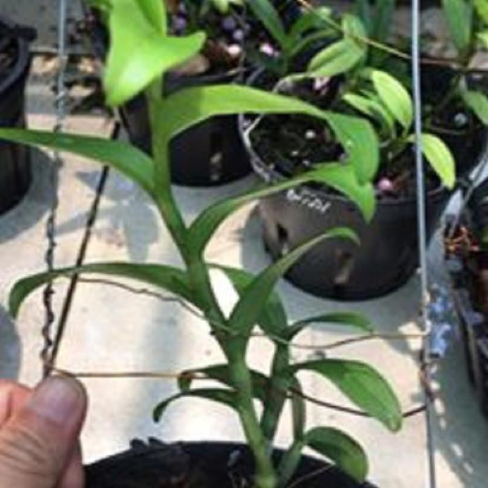 [FREESHIP - Xả Khô Máu] Hoa lan phi điệp - bầu cánh mai(cây cao 20cm,trồng ấm chậu,bộ rễ khỏe)