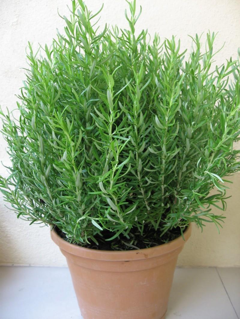 Gói 20 Hạt giống Cây Hương Thảo - Rosemary