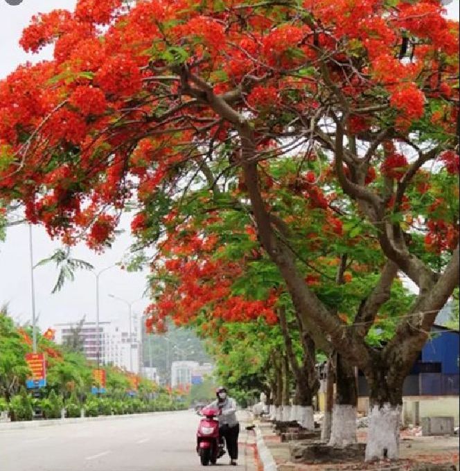 Hạt giống hoa phượng đỏ dể trồng/gói 5 hạt