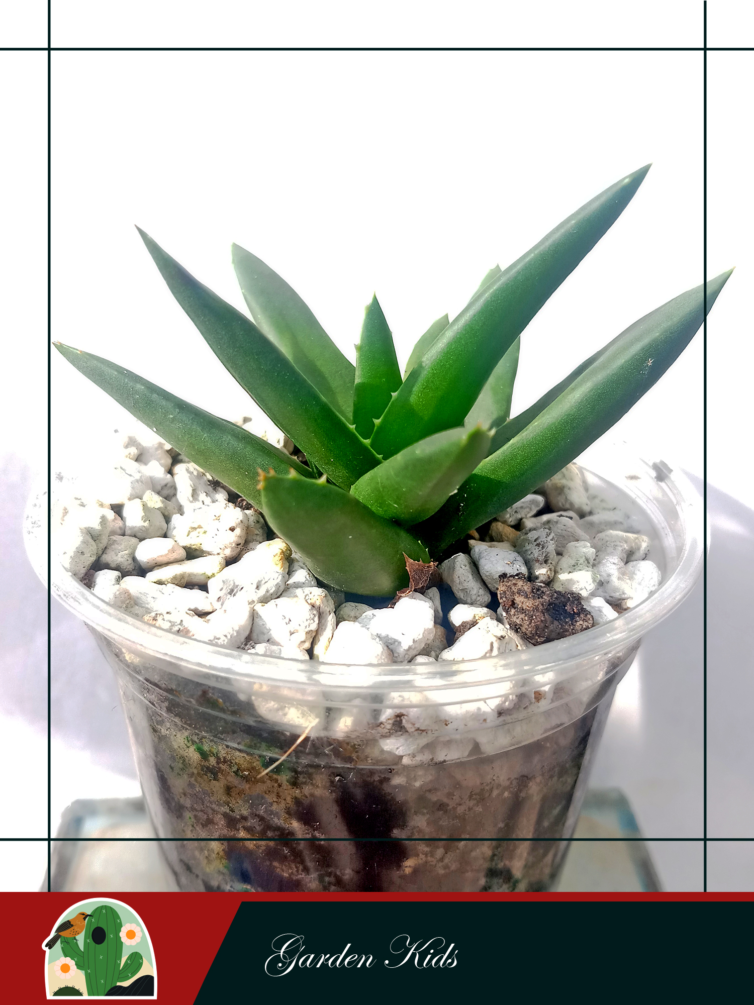 Cây nha đam (Haworthia Pentagona)
