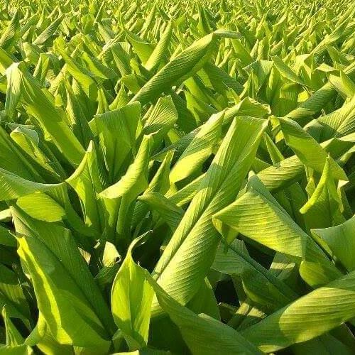 [HCM]Combo Tinh Bột nghệ 2kg Nguyên Chất Bảo Nam