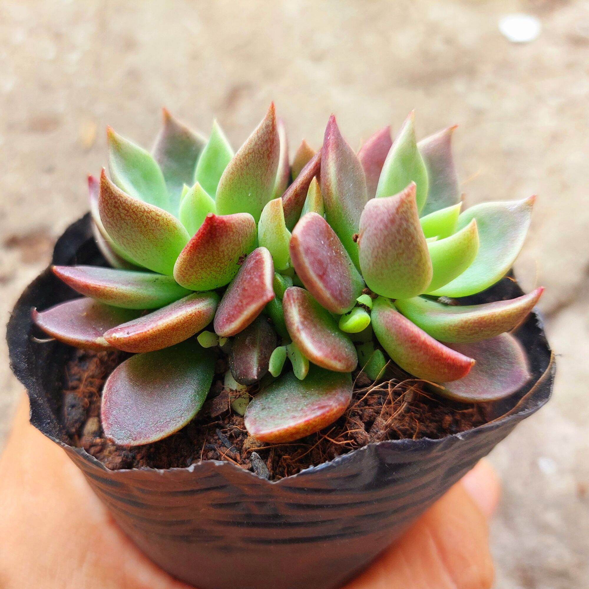 Sen đá MẶT TRĂNG size bầu