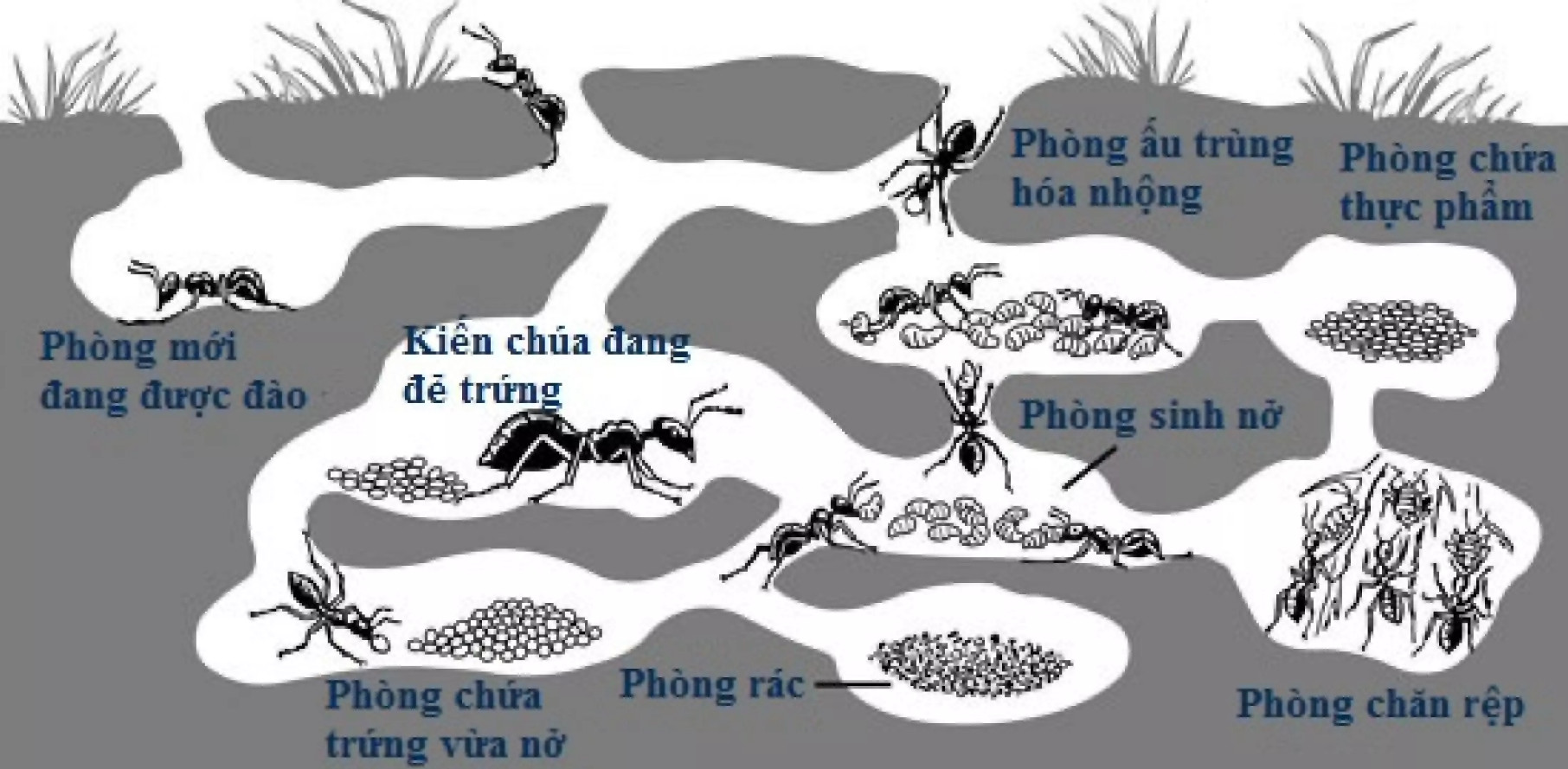 Mồi Diệt Kiến ARS ANT KILLER2 (Diệt Tận Gốc Cả Tố Kiến)