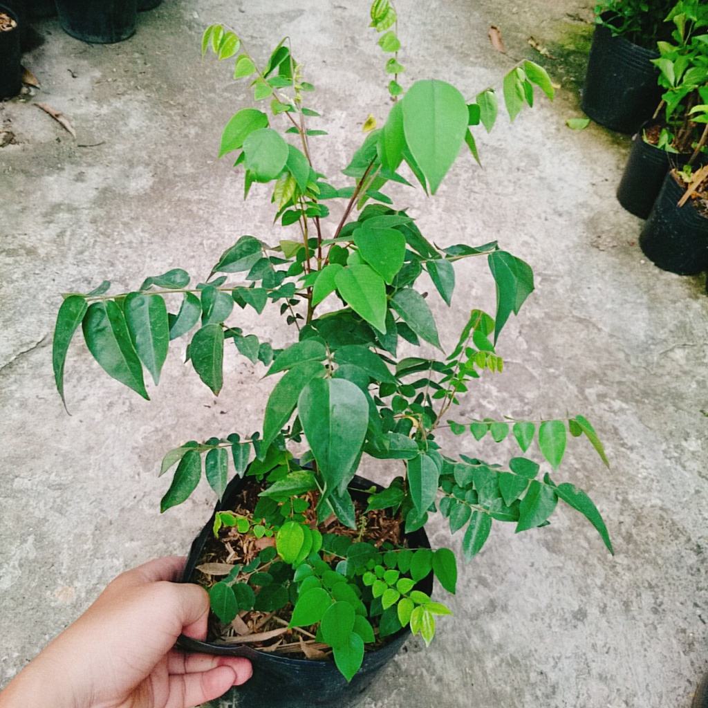 Cây Khế Ngọt - cây ăn quả