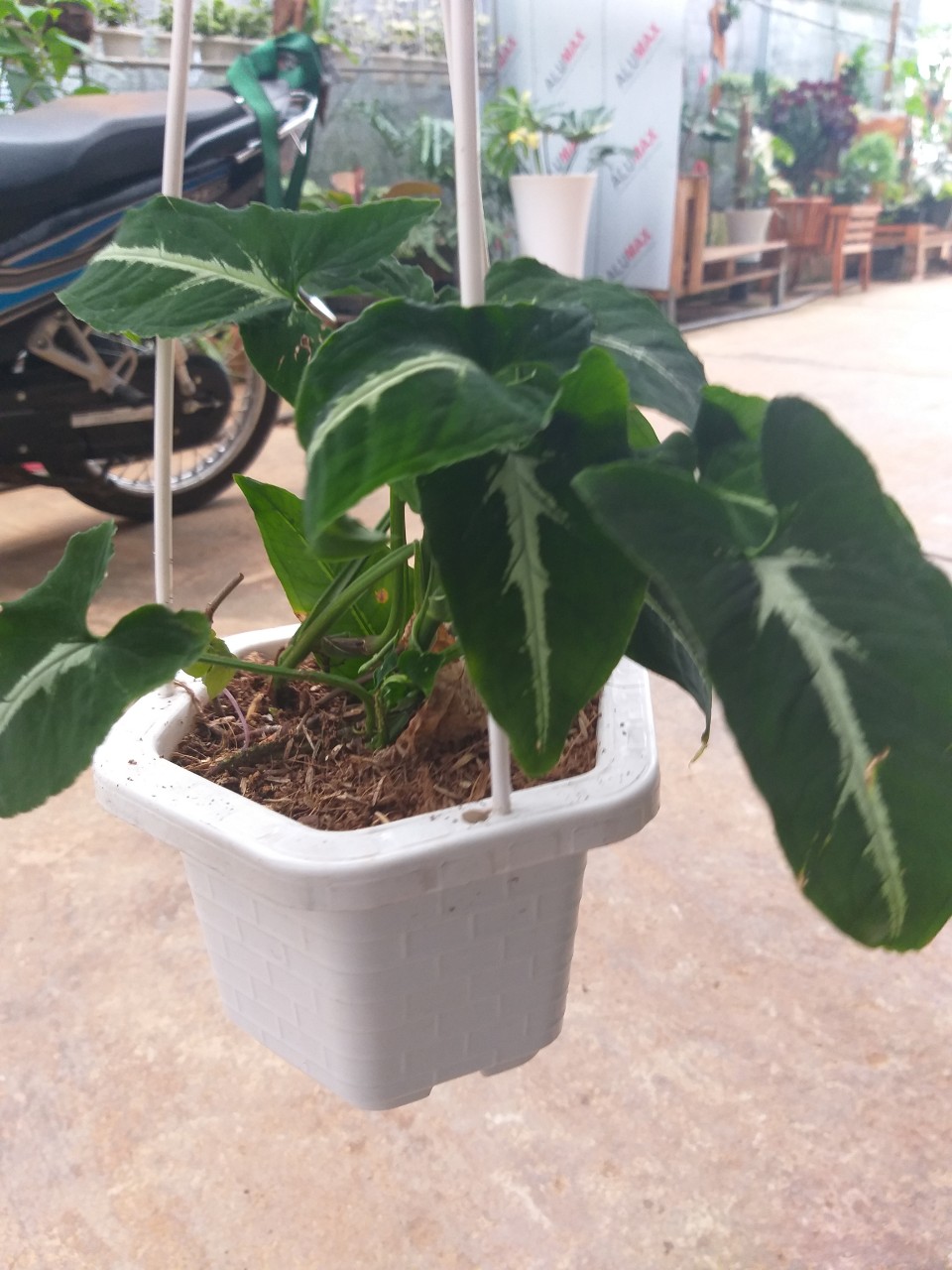 Trầu Bà Nhung  chậu treo