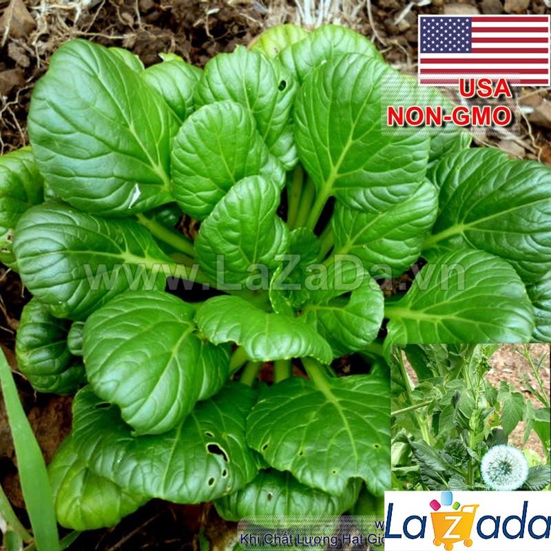 5Gr Hạt Giống Cải Tatsoi (B2.203| Y3*W51*M166)
