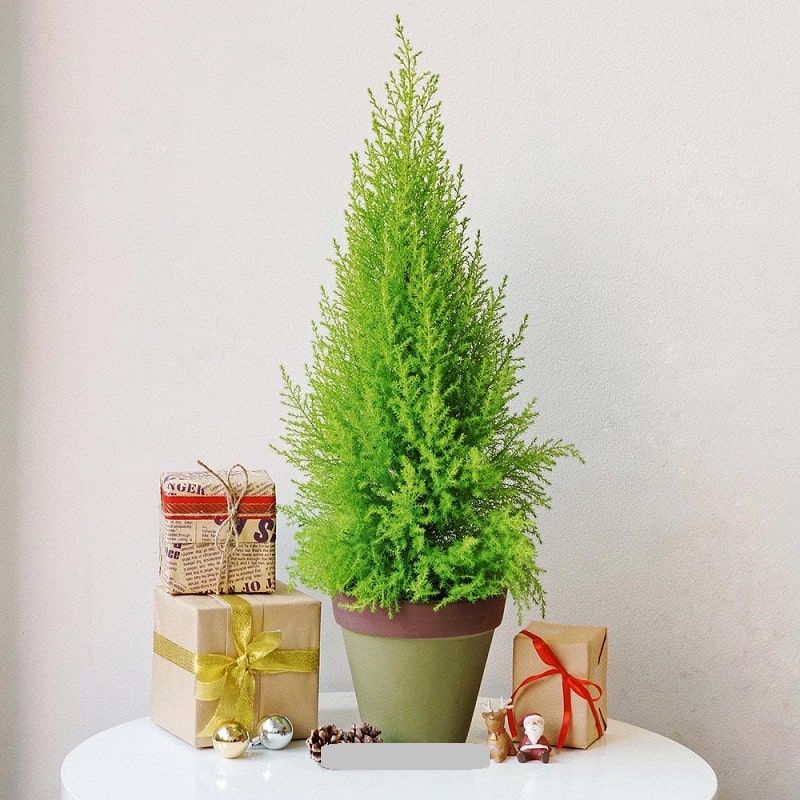 Cây Tùng Thơm, tùng thơm - Cây Thông Noel, Cây Trang Trí Giáng Sinh  Cao 30- 40cm ( Không bao gồm chậu và quà)