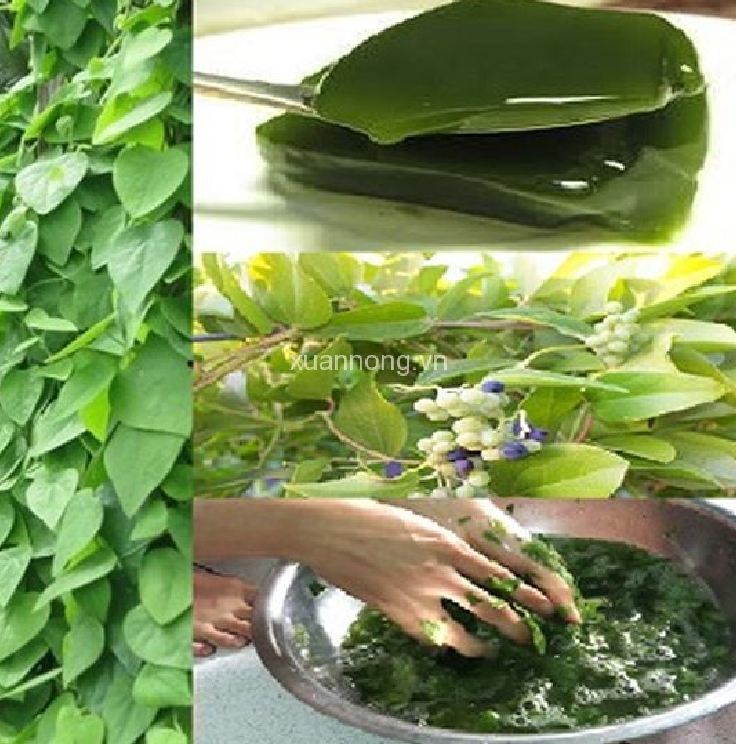 Combo 3 gói Hạt giống sương sâm lông - Tặng gói phân bón