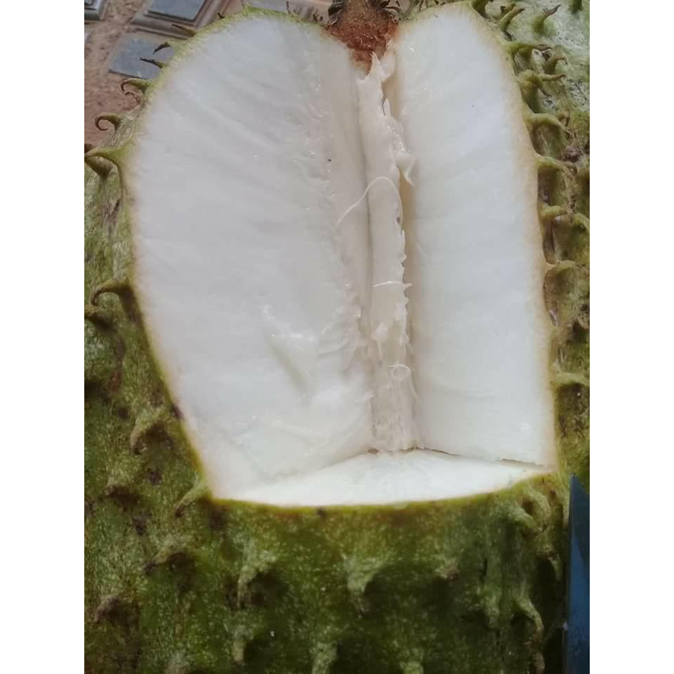 Cây giống mãng cầu xiêm không hạt