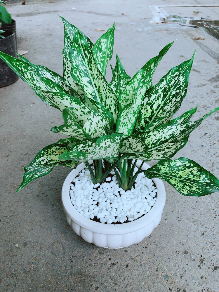 Chậu Ngọc Ngân