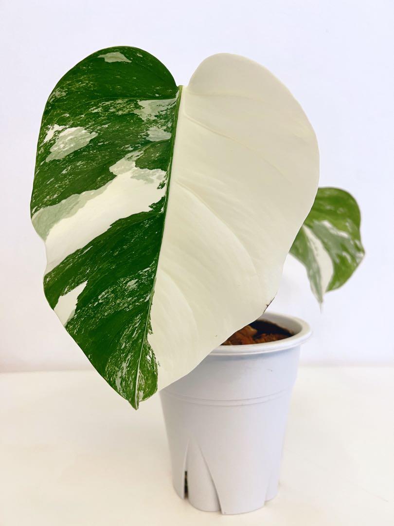 Trầu bà lá xẻ var