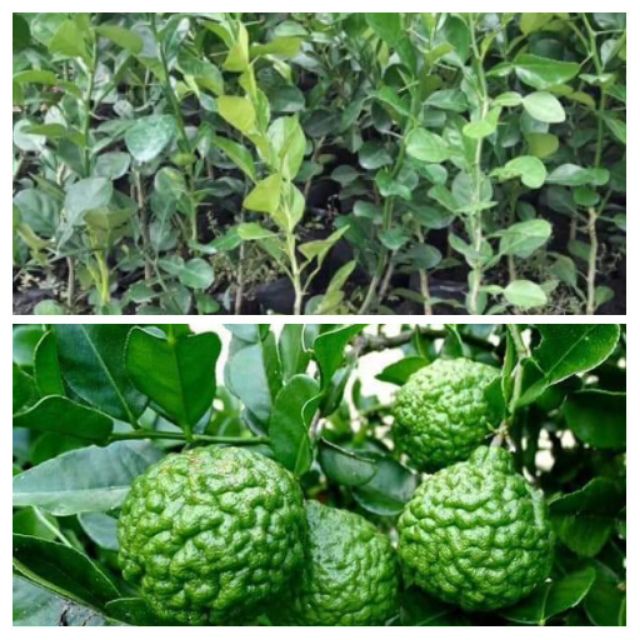 Cây giống Chanh Thơm(CÂY GIỐNG NGỌC HIẾU)
