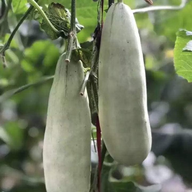 Hạt Giống Dưa Chuối F1