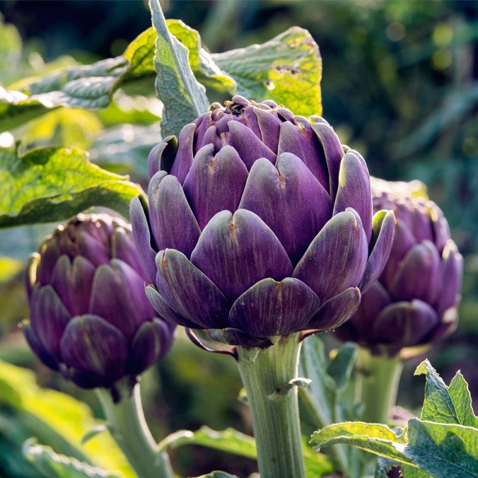 Hạt giống Atiso Đà lạt - Atiso tím PSV11 | Phởms Market