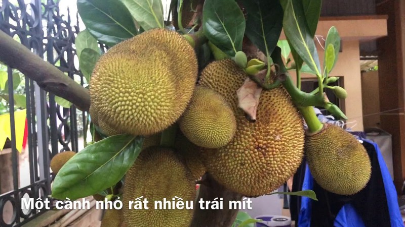 CÂY GIỐNG MÍT TA ( MÍT MẬT, MÍT DAI )SIÊU NGON, NGỌT, THƠM