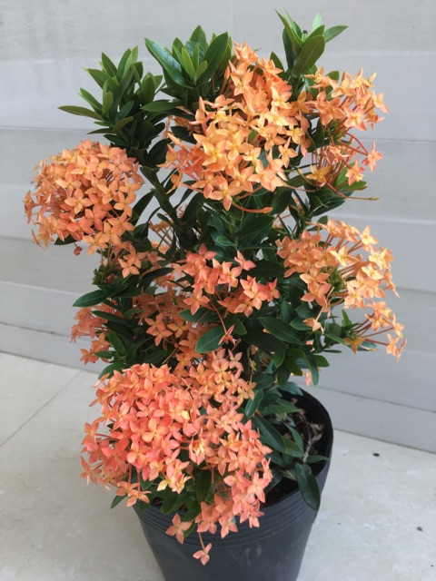 Hoa mẫu đơn màu vàng cam siêu hoa