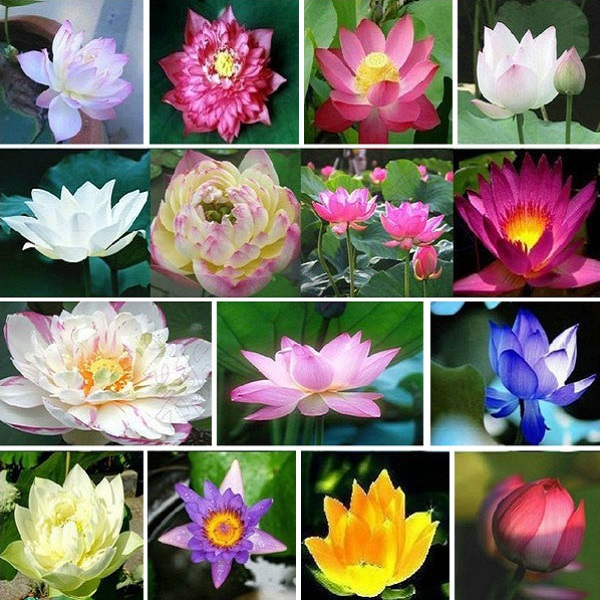 Hạt giống hoa Sen Mini Nhật nhiều màu VTS152 | Vạn Tín Store