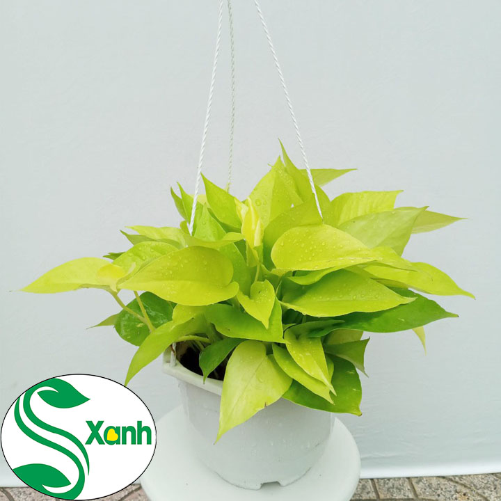 Cây Trầu Bà Thái Vàng