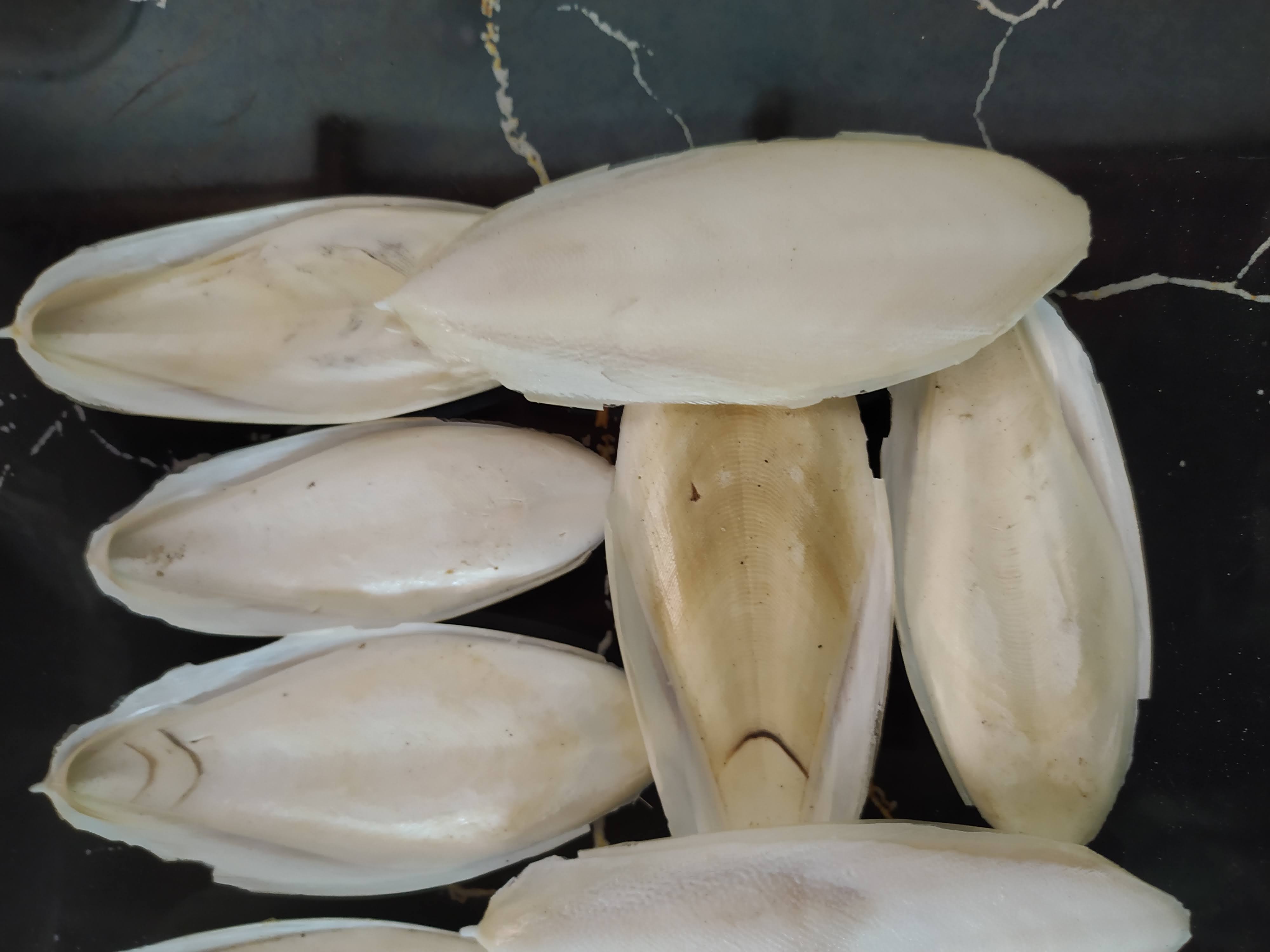 Combo 10 miếng nang mực, mai mực tự nhiên