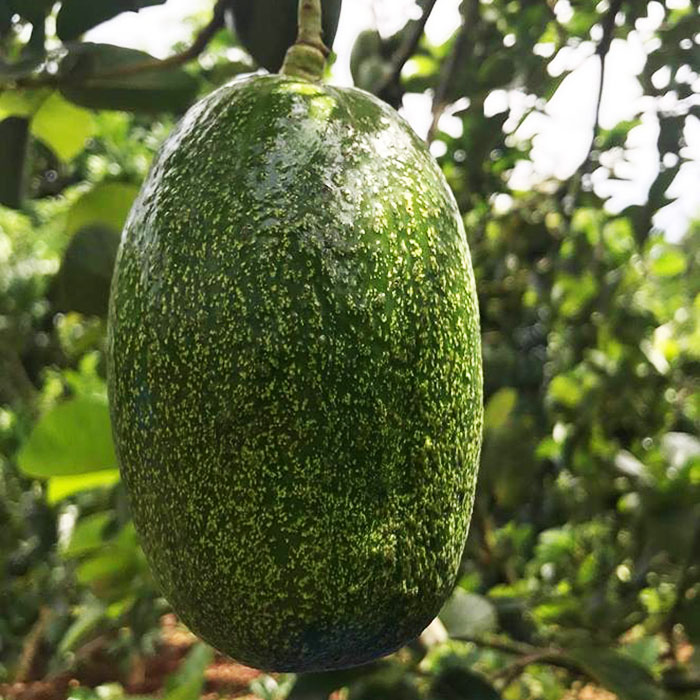 CÂY GIỐNG BƠ TRỒNG CHẬU. [ CÂY GHÉP CHO QUẢ SỚM ].