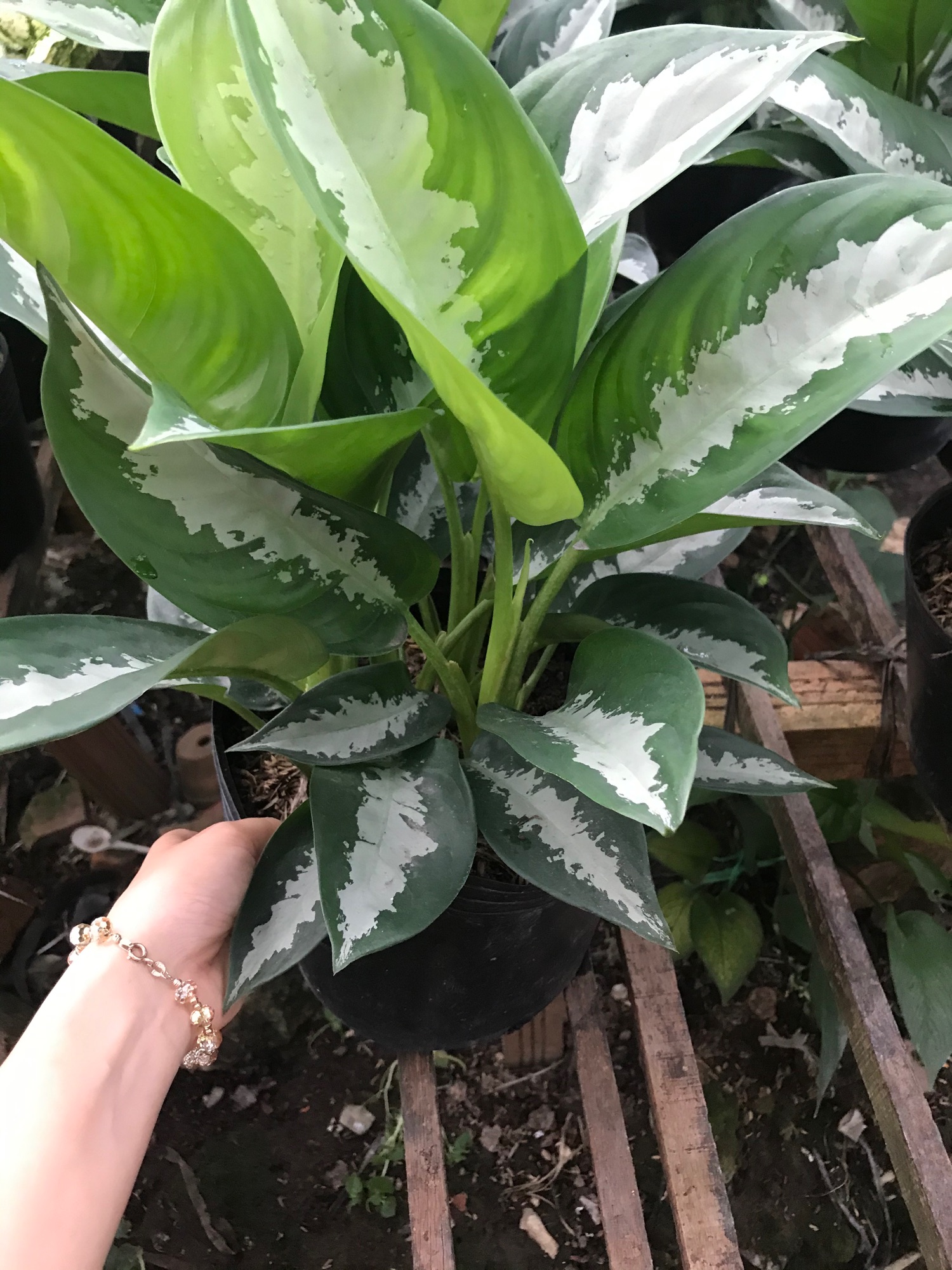 Cây thanh lam + tặng phân bón cho cây mau lớn