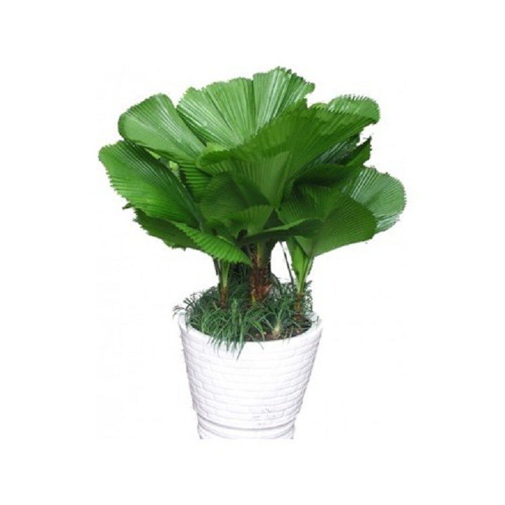 Cây kè Nhật ( cọ Nhật )