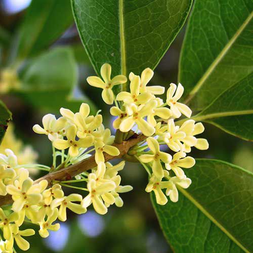 Tinh dầu Hoa Mộc Osmanthus - 10ml