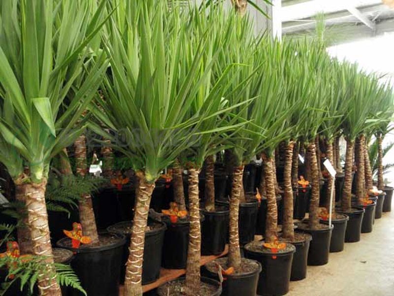 CÂY PHÁT TÀI NÚI - CÂY PHONG THỦY MANG LẠI THỊNH VƯỢNG, TÀI LỘC, CÔNG DANH , KHÔNG GIAN ĐẸP CHO GIA CHỦ