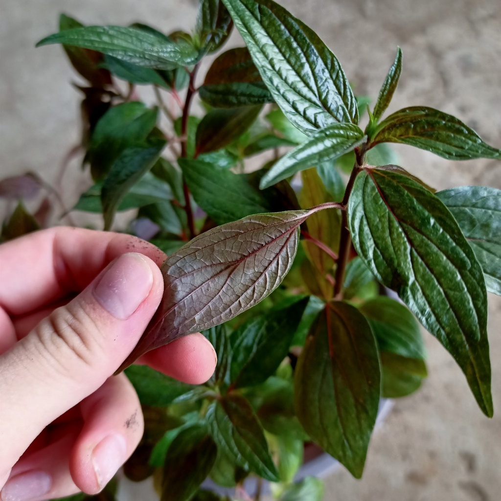 [Cây dược liệu] COMBO 3 Cây Thuố.c Dòi, Bọ Mắm lá tím