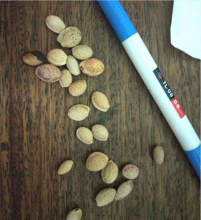 Japanese Cherry Blossom Seeds (10 Seeds)