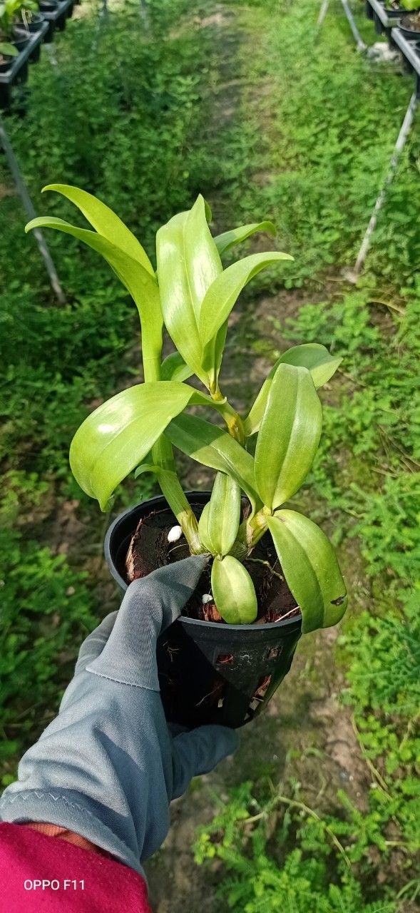 Hoa lan denro 3 lưỡi xanh 3 lưỡi tím