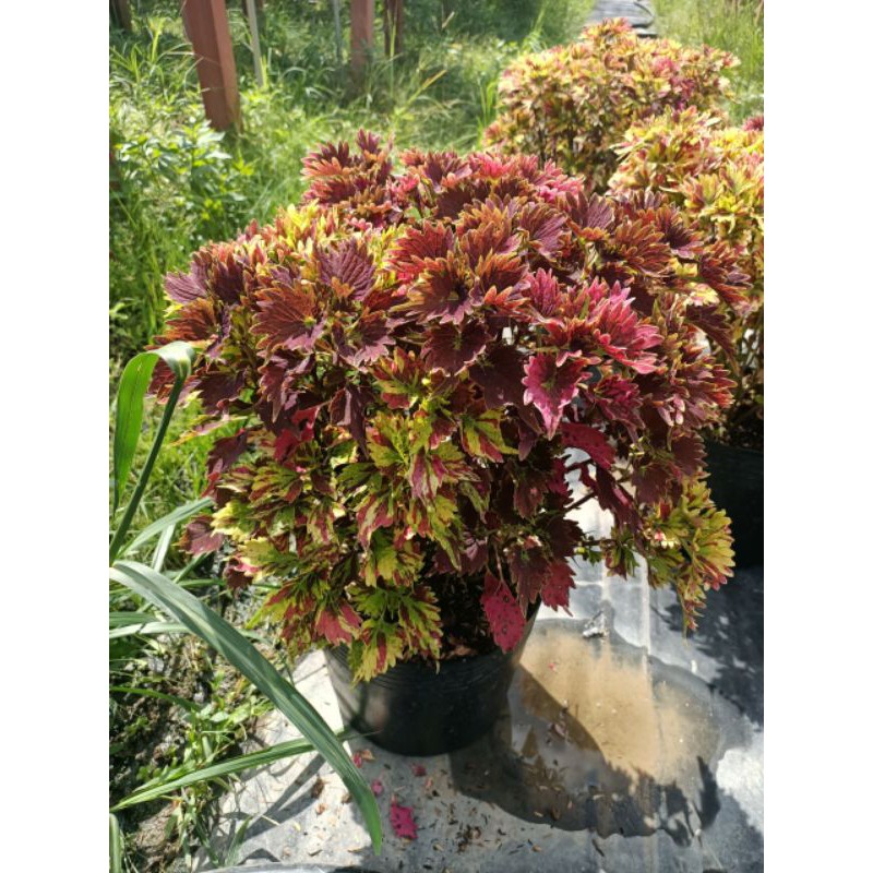 Gấm ngũ sắc