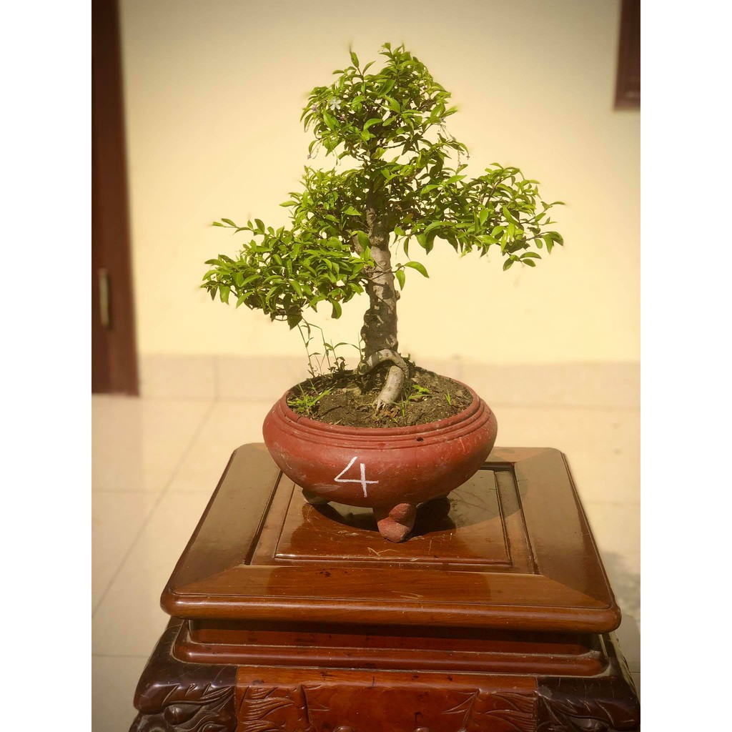 Cây mai chiếu thủy bonsai cây số 1-8 tùy chọn.