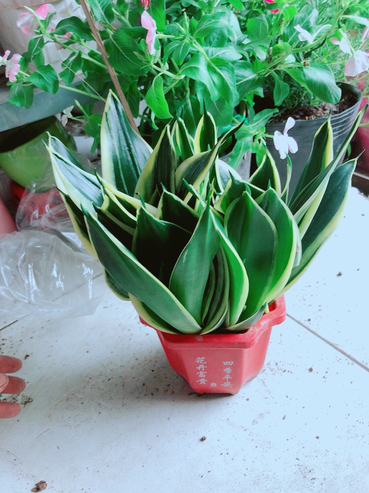 [HCM]Chậu Lưỡi Hổ Thái